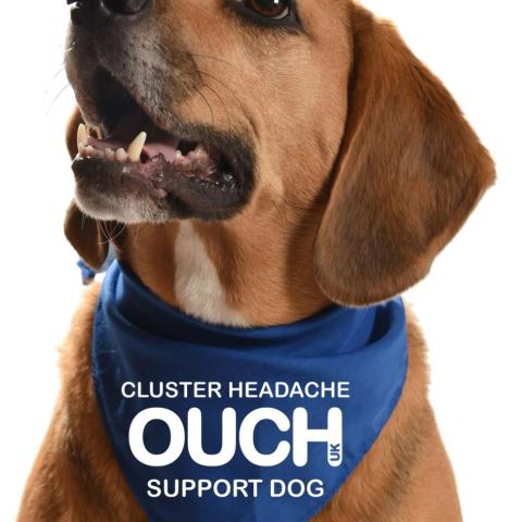 Dog Bandana - Blue